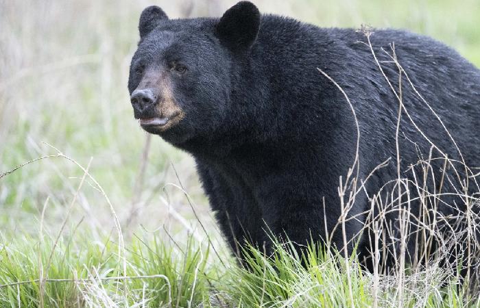 Wildlife Safety