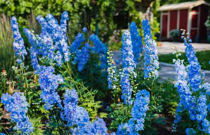 Flower Gardening Write For Us