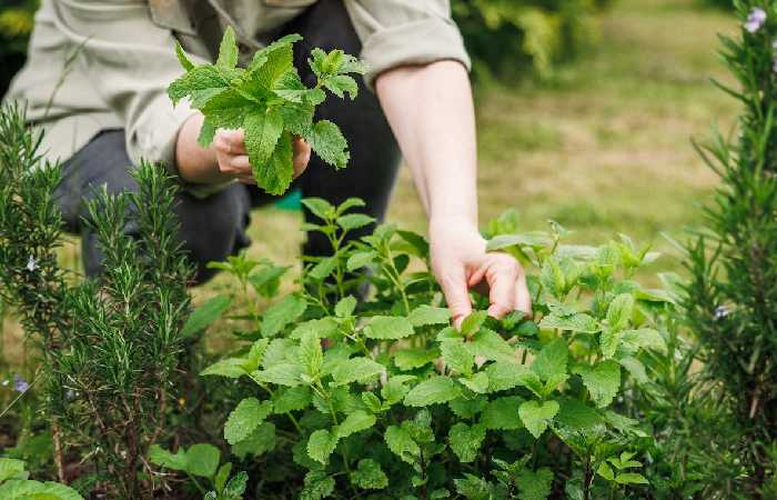 Herb Gardening Write For Us