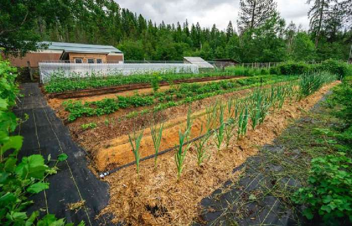 Homestead Gardening Write For Us