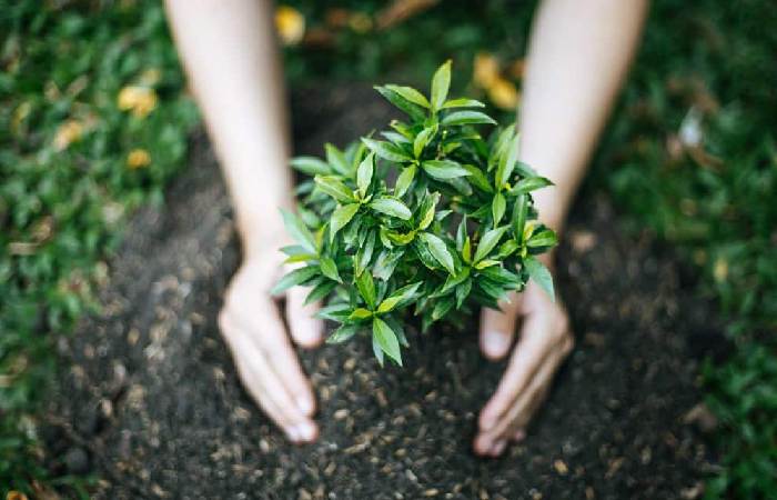 Sustainable Gardening Write For Us