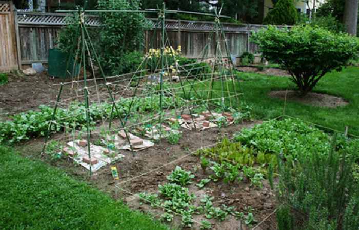 Backyard Gardening Write For Us