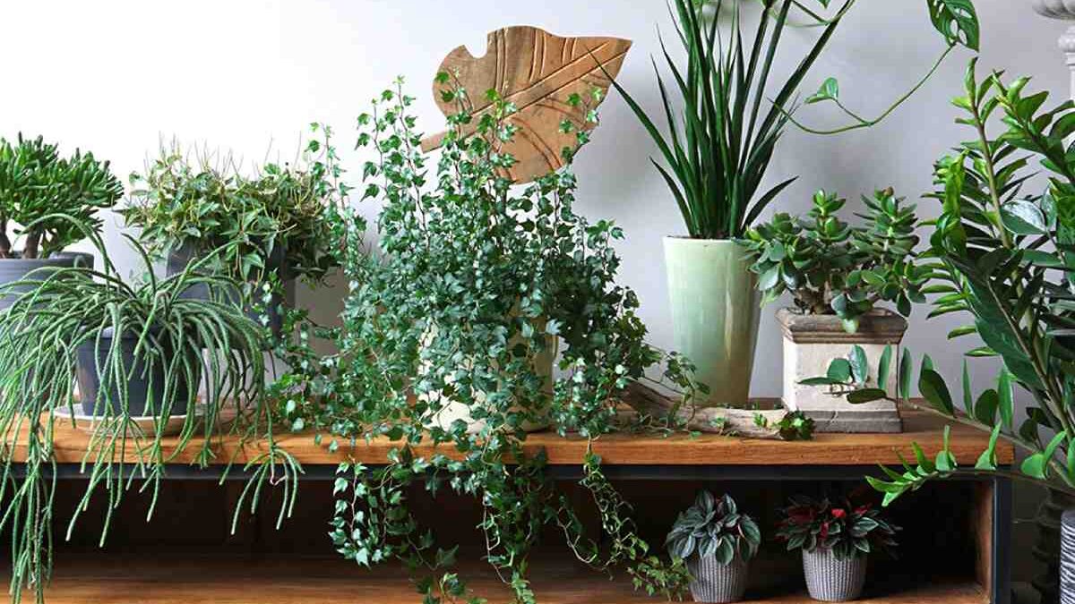 Green chic: trending plants into indoor spaces