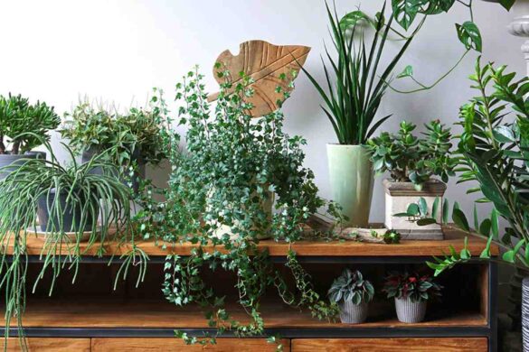Green Chic: Houseplants, Prices, Styling Tips & Plant Care Guide