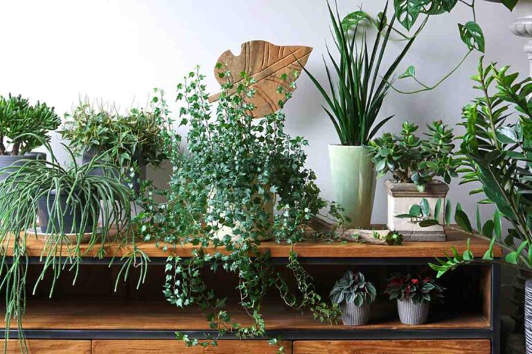 Green Chic: Houseplants, Prices, Styling Tips & Plant Care Guide