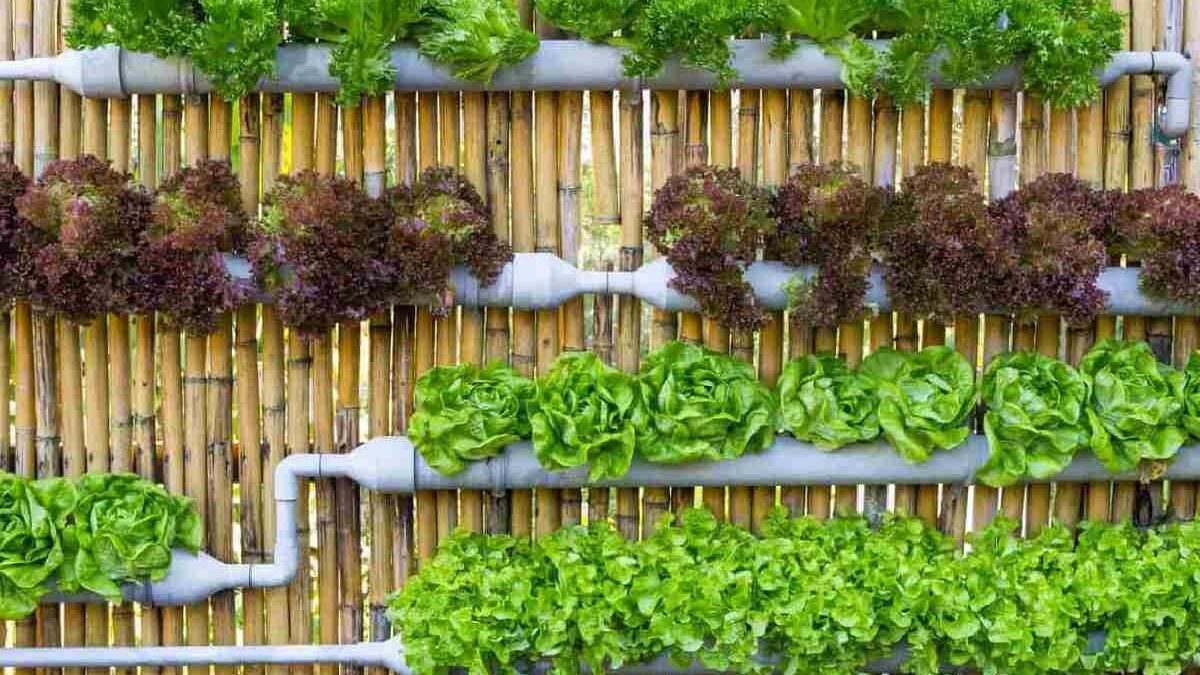 What to Know about Container and Vertical Gardening
